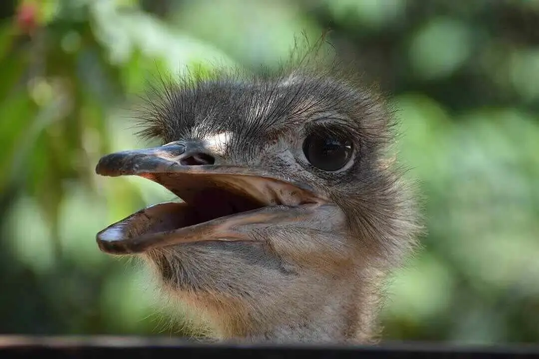 Maasai Ostrich head